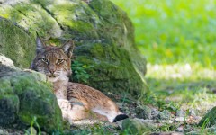 Desktop image. Animals. ID:88197