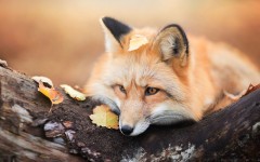 Desktop image. Animals. ID:88227