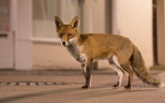 Desktop image. Animals. ID:88487