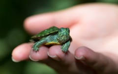 Desktop image. Animals. ID:88501