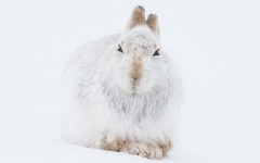 Desktop image. Animals. ID:88704