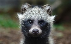 Desktop image. Animals. ID:88717