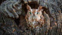Desktop wallpaper. Animals. ID:93150