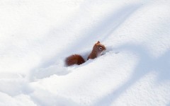 Desktop wallpaper. Animals. ID:89212