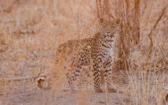Desktop wallpaper. Animals. ID:89234