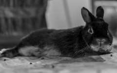 Desktop wallpaper. Animals. ID:89280
