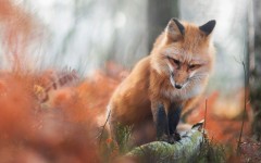 Desktop wallpaper. Animals. ID:89367