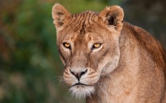 Desktop wallpaper. Animals. ID:89373