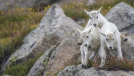 Desktop wallpaper. Animals. ID:89451