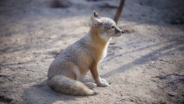 Desktop wallpaper. Animals. ID:89544
