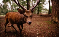 Desktop wallpaper. Animals. ID:89555