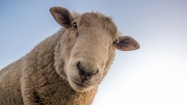 Desktop wallpaper. Animals. ID:89647