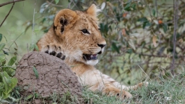 Desktop wallpaper. Animals. ID:89660
