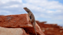 Desktop wallpaper. Animals. ID:89671