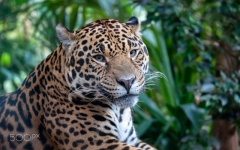 Desktop wallpaper. Animals. ID:89717