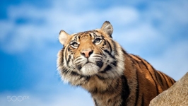 Desktop wallpaper. Animals. ID:89718