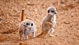 Desktop wallpaper. Animals. ID:89719