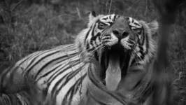 Desktop wallpaper. Animals. ID:89764