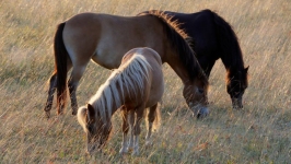 Desktop wallpaper. Animals. ID:89779