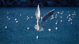 Desktop wallpaper. Animals. ID:89781