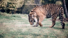 Desktop wallpaper. Animals. ID:89806