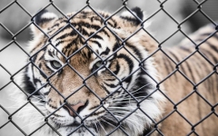 Desktop wallpaper. Animals. ID:89807