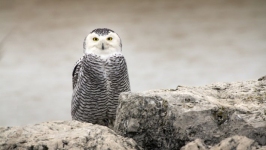 Desktop wallpaper. Animals. ID:89810