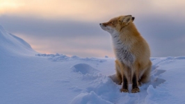 Desktop wallpaper. Animals. ID:89818
