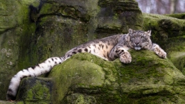Desktop wallpaper. Animals. ID:89820