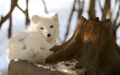 Desktop wallpaper. Animals. ID:89821