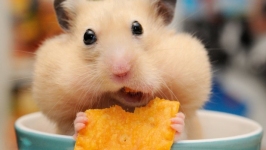 Desktop wallpaper. Animals. ID:89836