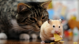 Desktop wallpaper. Animals. ID:89837