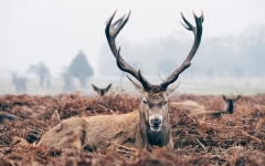 Desktop wallpaper. Animals. ID:89918