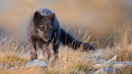 Desktop wallpaper. Animals. ID:89977