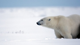 Desktop wallpaper. Animals. ID:89997