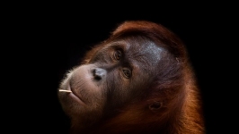 Desktop wallpaper. Animals. ID:90023