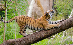 Desktop wallpaper. Animals. ID:90028