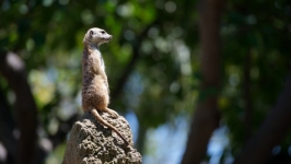 Desktop wallpaper. Animals. ID:90048