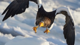 Desktop wallpaper. Animals. ID:90092