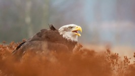 Desktop wallpaper. Animals. ID:90143