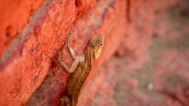 Desktop wallpaper. Animals. ID:90146
