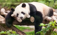 Desktop wallpaper. Animals. ID:90164