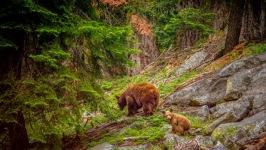 Desktop wallpaper. Animals. ID:90178