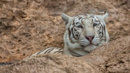 Desktop wallpaper. Animals. ID:90190