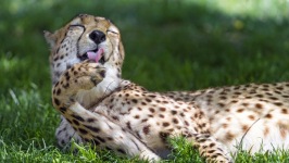 Desktop wallpaper. Animals. ID:90199