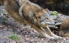 Desktop wallpaper. Animals. ID:90305