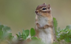 Desktop wallpaper. Animals. ID:90307