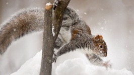 Desktop wallpaper. Animals. ID:90322