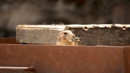 Desktop wallpaper. Animals. ID:90328