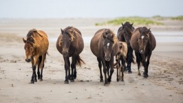 Desktop wallpaper. Animals. ID:90355